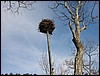 Monk's Cove Osprey Nest