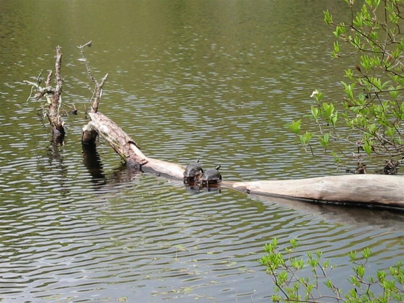 four ponds residents.jpg