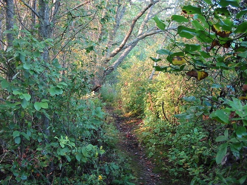 four ponds trail.jpg