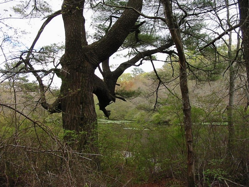 four ponds upper pond.jpg